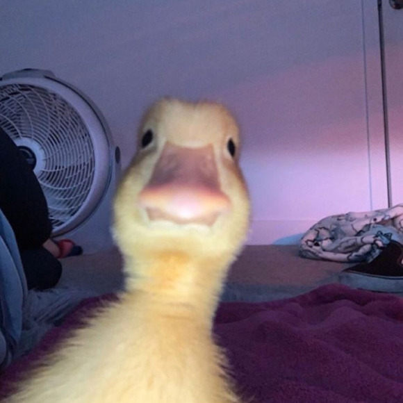 ddddaniiiielle